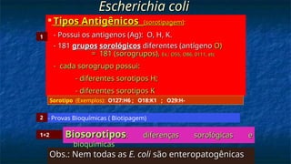 Escherichia coli
Escherichia coli
Obs.: Nem todas as
Obs.: Nem todas as E. coli
E. coli são enteropatogênicas
são enteropatogênicas

Tipos Antigênicos
Tipos Antigênicos (sorotipagem)
(sorotipagem):
:
- Possui os antigenos (Ag): O, H, K.
- Possui os antigenos (Ag): O, H, K.
- 181
- 181 grupos
grupos sorológicos
sorológicos diferentes (antígeno
diferentes (antígeno O)
O)
= 181 (sorogrupos),
= 181 (sorogrupos), Ex.:
Ex.: O55
O55, O86, 0111, etc
, O86, 0111, etc
- cada sorogrupo possui:
- cada sorogrupo possui:
- diferentes sorotipos H;
- diferentes sorotipos H;
- diferentes sorotipos K
- diferentes sorotipos K
Biosorotipos
Biosorotipos: diferenças sorológicas e
: diferenças sorológicas e
bioquímicas
bioquímicas
Sorotipo (Exemplos): O127:H6 ; O18:K1 ; O29:H-
- Provas Bioquímicas ( Biotipagem)
1
2
1+2
 