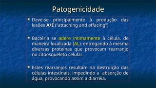 Patogenicidade
Patogenicidade
 Deve-se principalmente à produção das
Deve-se principalmente à produção das
lesões
lesões A/E
A/E (“
(“attaching and effacing”
attaching and effacing”)
)
 Bactéria se
Bactéria se adere intimamente
adere intimamente à célula, de
à célula, de
maneira localizada (
maneira localizada (AL
AL), entregando à mesma
), entregando à mesma
diversas proteínas que provocam rearranjo
diversas proteínas que provocam rearranjo
no citoesqueleto celular.
no citoesqueleto celular.
 Estes rearranjos resultam na destruição das
Estes rearranjos resultam na destruição das
células intestinais, impedindo a absorção de
células intestinais, impedindo a absorção de
água, provocando assim a diarréia.
água, provocando assim a diarréia.
 