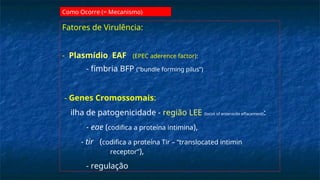 Fatores de Virulência:
- Plasmídio EAF (EPEC aderence factor):
- fímbria BFP (“bundle forming pilus”)
- Genes Cromossomais:
ilha de patogenicidade - região LEE (locus of enterocite effacement):
- eae (codifica a proteína intimina),
- tir (codifica a proteína Tir – “translocated intimin
receptor”),
- regulação
Como Ocorre (= Mecanismo)
 