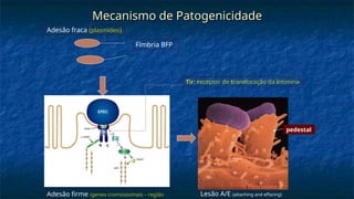 Mecanismo de Patogenicidade
Mecanismo de Patogenicidade
Fímbria BFP
Adesão fraca (plasmídeo)
Adesão firme (genes cromossomais – região Lesão A/E (attaching and effacing)
pedestal
Tir: receptor de translocação da intimina
 