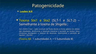 Patogenicidade
Patogenicidade
 Toxina Stx1 e Stx2
Toxina Stx1 e Stx2 (SLT-1 e SLT-2) –
(SLT-1 e SLT-2) –
Semelhante à toxina de
Semelhante à toxina de Shigella
Shigella.:
.:
Stx1 (HUS) e Stx2 – induz acúmulo de fluido devido à morte seletiva de células
Stx1 (HUS) e Stx2 – induz acúmulo de fluido devido à morte seletiva de células
das vilosidades, diminuindo a absorção intestinal e secreção de fluídos. Estas
das vilosidades, diminuindo a absorção intestinal e secreção de fluídos. Estas
mudanças desregulam o balanço da absorção, favorecendo a secreção de
mudanças desregulam o balanço da absorção, favorecendo a secreção de
líquidos – diarréia
líquidos – diarréia
(
(Toxina AB
Toxina AB: 1 subunidades A + 5 Subunidade B)
: 1 subunidades A + 5 Subunidade B)
 Lesões A/E
Lesões A/E
 