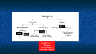 EIEC
ETEC
EPEC
EHEC
VeroToxina =
Toxina
semelhante à
toxina de Shigella
 