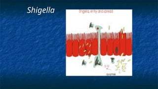 Shigella
 