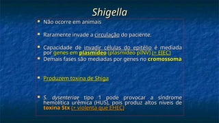 Shigella
Shigella
 Não ocorre em animais
Não ocorre em animais
 Raramente invade a
Raramente invade a circulação
circulação do paciente.
do paciente.
 Capacidade de
Capacidade de invadir células do epitélio
invadir células do epitélio é mediada
é mediada
por
por genes em
genes em plasmídeo
plasmídeo (plasmídeo pINV)
(plasmídeo pINV) (= EIEC)
(= EIEC)
 Demais fases são mediadas por genes no
Demais fases são mediadas por genes no cromossoma
cromossoma
 Produzem toxina de Shiga
Produzem toxina de Shiga
 S. dysenteriae
S. dysenteriae tipo 1 pode provocar a síndrome
tipo 1 pode provocar a síndrome
hemolítica urêmica (HUS), pois produz altos níveis de
hemolítica urêmica (HUS), pois produz altos níveis de
toxina Stx
toxina Stx (+ violenta que EHEC)
(+ violenta que EHEC)
 