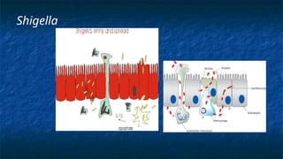 Shigella
 