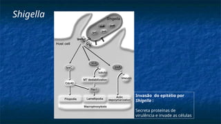 Invasão do epitélio por
Shigella :
Secreta proteínas de
virulência e invade as células
Shigella
 