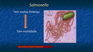 Salmonella
Salmonella
Tem muitas fímbrias
Tem motilidade
https://saude.gov.br/saude-de-a-z/Salmonella
 