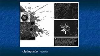 - Salmonella - “Ruffling”
 