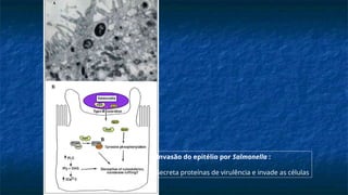 Invasão do epitélio por Salmonella :
Secreta proteínas de virulência e invade as células
 