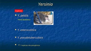 Yersinia
Yersinia
 Y. pestis
Y. pestis
 Y. enterocolitica
Y. enterocolitica
 Y. pseudotuberculosis
Y. pseudotuberculosis
 +
+ 7 espécies não patogênicas
7 espécies não patogênicas
Espécies
- Peste Bubônica
 