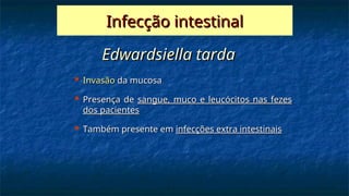 Edwardsiella tarda
Edwardsiella tarda
 Invasão
Invasão da mucosa
da mucosa
 Presença de
Presença de sangue, muco e leucócitos nas fezes
sangue, muco e leucócitos nas fezes
dos pacientes
dos pacientes
 Também presente em
Também presente em infecções extra intestinais
infecções extra intestinais
Infecção intestinal
Infecção intestinal
 