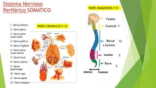 Sistema Nervioso
Periférico SOMATICO
PARES RAQUIDEOS # 31
7
12
5
5
PARES CRANEALES # 12
 