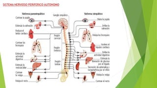 SISTEMA NERVIOSO PERIFERICO AUTONOMO
 