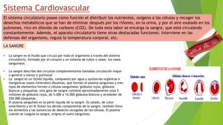 Sistema Cardiovascular
El sistema circulatorio posee como función el distribuir los nutrientes, oxigeno a las células y recoger los
desechos metabólicos que se han de eliminar después por los riñones, en la orina, y por el aire exalado en los
pulmones, rico en dióxido de carbono (CO2). De toda esta labor se encarga la sangre, que está circulando
constantemente. Además, el aparato circulatorio tiene otras destacadas funciones: interviene en las
defensas del organismo, regula la temperatura corporal, etc.
LA SANGRE
• La sangre es el fluido que circula por todo el organismo a través del sistema
circulatorio, formado por el corazón y un sistema de tubos o vasos, los vasos
sanguíneos.
• La sangre describe dos circuitos complementarios llamados circulación mayor
o general y menor o pulmonar
• La sangre es un tejido líquido, compuesto por agua y sustancias orgánicas e
inorgánicas (sales minerales) disueltas, que forman el plasma sanguíneo y tres
tipos de elementos formes o células sanguíneas: glóbulos rojos, glóbulos
blancos y plaquetas. Una gota de sangre contiene aproximadamente unos 5
millones de glóbulos rojos, de 5.000 a 10.000 glóbulos blancos y alrededor de
250.000 plaquetas.
• El plasma sanguíneo es la parte líquida de la sangre. Es salado, de color
amarillento y en él flotan los demás componentes de la sangre, también lleva
los alimentos y las sustancias de desecho recogidas de las células. El plasma
cuando se coagula la sangre, origina el suero sanguíneo.
 