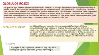 GLOBULOS ROJOS
Los glóbulos rojos, también denominados eritrocitos o hematíes, se encargan de la distribución del oxígeno molecular (O2).
Tienen forma de disco bicóncavo y son tan pequeños que en cada milímetro cúbico hay cuatro a cinco millones, midiendo
unas siete micras de diámetro. No tienen núcleo, por lo que se consideran células muertas. Los hematíes tienen un pigmento
rojizo llamado hemoglobina que les sirve para transportar el oxígeno desde los pulmones a las células. Una insuficiente
fabricación de hemoglobina o de glóbulos rojos por parte del organismo, da lugar a una anemia, de etiología variable, pues
puede deberse a un déficit nutricional, a un defecto genético o a diversas causas más.
GLOBULOS BLANCOS
Los glóbulos blancos o leucocitos tienen una destacada función en el Sistema
Inmunológico al efectuar trabajos de limpieza (fagocitos) y defensa (linfocitos). Son
mayores que los hematíes, pero menos numerosos (unos siete mil por milímetro cúbico),
son células vivas que se trasladan, se salen de los capilares y se dedican a destruir los
microbios y las células muertas que encuentran por el organismo. También producen
anticuerpos que neutralizan los microbios que producen las enfermedades infecciosas.
PLAQUETAS
Las plaquetas son fragmentos de células muy pequeños,
sirven para taponar las heridas y evitar hemorragias.
 