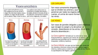 Son vasos sumamente delgados en
que se dividen las arterias y que
penetran por todos los órganos del
cuerpo, al unirse de nuevo forman
las venas.
LOS CAPILARES
LAS VENAS
Son vasos de paredes delgadas y poco elásticas
que recogen la sangre y la devuelven al
corazón, desembocan en los atrios. En el atrio
derecho desembocan :
La Cava superior formada por la unión de las venas
braquiocefálicas: yugulares que vienen de la cabeza y las
subclavias que proceden de los miembros superiores (venas
braquiales, cefálica y basílica).
La Cava inferior a la que van las Ilíacas que vienen de
los miembros inferiores (venas femorales, safena magna o
interna y safena parva o externa), las renales de los riñones,
la suprahepática del hígado y genitales.
 