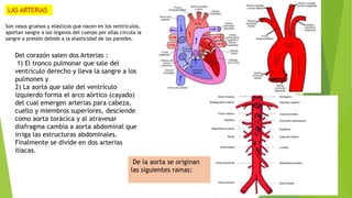 LAS ARTERIAS
Son vasos gruesos y elásticos que nacen en los ventrículos,
aportan sangre a los órganos del cuerpo por ellas circula la
sangre a presión debido a la elasticidad de las paredes.
Del corazón salen dos Arterias :
1) El tronco pulmonar que sale del
ventrículo derecho y lleva la sangre a los
pulmones y
2) La aorta que sale del ventrículo
izquierdo forma el arco aórtico (cayado)
del cual emergen arterias para cabeza,
cuello y miembros superiores, desciende
como aorta torácica y al atravesar
diafragma cambia a aorta abdominal que
irriga las estructuras abdominales.
Finalmente se divide en dos arterias
ilíacas.
De la aorta se originan
las siguientes ramas:
 