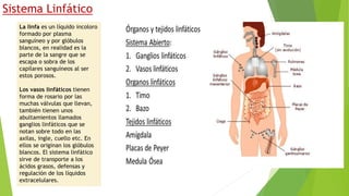 Sistema Linfático
La linfa es un líquido incoloro
formado por plasma
sanguíneo y por glóbulos
blancos, en realidad es la
parte de la sangre que se
escapa o sobra de los
capilares sanguíneos al ser
estos porosos.
Los vasos linfáticos tienen
forma de rosario por las
muchas válvulas que llevan,
también tienen unos
abultamientos llamados
ganglios linfáticos que se
notan sobre todo en las
axilas, ingle, cuello etc. En
ellos se originan los glóbulos
blancos. El sistema linfático
sirve de transporte a los
ácidos grasos, defensas y
regulación de los líquidos
extracelulares.
 