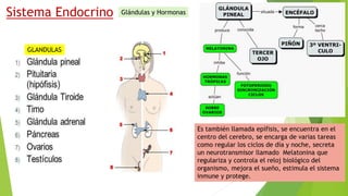 Sistema Endocrino
GLANDULAS
Es también llamada epífisis, se encuentra en el
centro del cerebro, se encarga de varias tareas
como regular los ciclos de día y noche, secreta
un neurotransmisor llamado Melatonina que
regulariza y controla el reloj biológico del
organismo, mejora el sueño, estimula el sistema
inmune y protege.
Glándulas y Hormonas
 