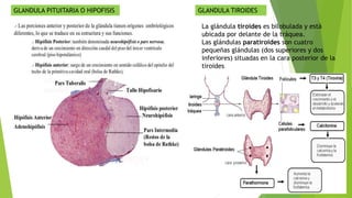 GLANDULA PITUITARIA O HIPOFISIS GLANDULA TIROIDES
La glándula tiroides es bilobulada y está
ubicada por delante de la tráquea.
Las glándulas paratiroides son cuatro
pequeñas glándulas (dos superiores y dos
inferiores) situadas en la cara posterior de la
tiroides
 