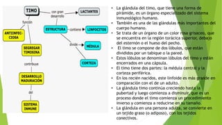 • La glándula del timo, que tiene una forma de
pirámide, es un órgano especializado del sistema
inmunológico humano.
• También es una de las glándulas más importantes del
cuerpo humano.
• Se trata de un órgano de un color rosa grisaceo, que
se encuentra en la región torácica superior, debajo
del esternón o el hueso del pecho.
• El timo se compone de dos lóbulos, que están
divididos por un tabique o la pared.
• Estos lóbulos se denominan lóbulos del timo y están
encerrados en una cápsula.
• El timo tiene dos partes: la médula central y la
corteza periférica.
• En los recién nacidos, este linfoide es más grande en
comparación con el de un adulto.
• La glándula timo continúa creciendo hasta la
pubertad y luego comienza a disminuir, que es un
proceso donde el timo comienza un procedimiento
inverso y comienza a reducirse en su tamaño.
• La glándula en una persona adulta, se convierte en
un tejido graso (o adiposo), con los tejidos
conectivos.
 