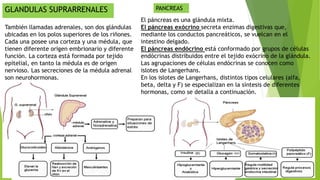 GLANDULAS SUPRARRENALES
También llamadas adrenales, son dos glándulas
ubicadas en los polos superiores de los riñones.
Cada una posee una corteza y una médula, que
tienen diferente origen embrionario y diferente
función. La corteza está formada por tejido
epitelial, en tanto la médula es de origen
nervioso. Las secreciones de la médula adrenal
son neurohormonas.
PANCREAS
El páncreas es una glándula mixta.
El páncreas exócrino secreta enzimas digestivas que,
mediante los conductos pancreáticos, se vuelcan en el
intestino delgado.
El páncreas endócrino está conformado por grupos de células
endócrinas distribuidos entre el tejido exócrino de la glándula.
Las agrupaciones de células endócrinas se conocen como
islotes de Langerhans.
En los islotes de Langerhans, distintos tipos celulares (alfa,
beta, delta y F) se especializan en la síntesis de diferentes
hormonas, como se detalla a continuación.
 