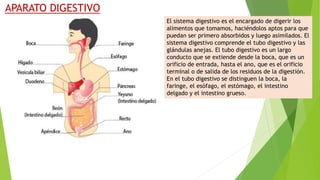 APARATO DIGESTIVO
El sistema digestivo es el encargado de digerir los
alimentos que tomamos, haciéndolos aptos para que
puedan ser primero absorbidos y luego asimilados. El
sistema digestivo comprende el tubo digestivo y las
glándulas anejas. El tubo digestivo es un largo
conducto que se extiende desde la boca, que es un
orificio de entrada, hasta el ano, que es el orificio
terminal o de salida de los residuos de la digestión.
En el tubo digestivo se distinguen la boca, la
faringe, el esófago, el estómago, el intestino
delgado y el intestino grueso.
 