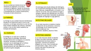 La faringe es una cavidad músculo-membranosa
situada en el fondo de la boca y con la cual
comunica. La faringe comunica a su vez con las
fosas nasales mediante dos orificios, llamados
coanas, y con el oído medio mediante las
trompas de Eustaquio.
El esófago es un tubo que va desde la
faringe hasta el estómago. Desciende
verticalmente entre la tráquea y la columna
vertebral, atraviesa el diafragma y
comunica con el estómago por un orificio
llamado cardias. El estómago es un
ensanchamiento del tubo digestivo en forma
de fuelle de gaita alargada.
El estómago está situado debajo del diafragma.
En la pared del estómago hay fibras musculares
lisas, oblicuas, longitudinales y circulares, y su
interior no es liso, sino que presenta arrugas y
pliegues. Además está tapizado por una túnica
mucosa en la que están instaladas las glándulas
encargadas de segregar el jugo gástrico.
es una cavidad por donde entran los
alimentos al organismo. En la boca
comienza la digestión, donde los alimentos
son triturados por los dientes (masticación)
y humedecidos por la saliva (insalivación),
formando el bolo alimenticio.
Es un tubo muscular en donde se realiza
la absorción de los alimentos; comunica
el estómago con el intestino grueso.
Está formado por tres
porciones: duodeno, yeyuno e íleon.
es un tubo muscular donde se absorbe
el agua y las sales minerales, además
de almacenarse las heces hasta su
expulsión; comunica el intestino
delgado con el ano. Está formado por
tres porciones: ciego, colon y recto.
Conoce más sobre las partes del
Intestino grueso.
es el orificio terminal del aparato
digestivo, a través del cual los
materiales de desecho de la digestión
(heces) salen del cuerpo
BOCA
LA FARINGE
EL ESOFAGO
EL ESTOMAGO
INTESTINO DELGADO
INTESTINO GRUESO
ANO
 