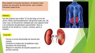 Para realizar la función excretora, el sistema renal
cuenta con una serie de estructuras que cumplen
funciones específicas:
Son dos órganos que miden 12 cm de largo y 6 cm de
ancho. Pesan aproximadamente 150 gramos cada uno. De
color rojo, se encuentran rodeados por una cápsula renal
y se componen de glándulas suprarenales. Para su
estudio se los divide en 3 zonas: corteza, pelvis y
médula.
Formar la orina eliminando las toxinas del
cuerpo.
Fomenta la producción de glóbulos rojos.
Equilibrar los electrolitos.
Regular el volumen de líquido corporal y la
presión arterial.
RIÑONES
FUNCION
 