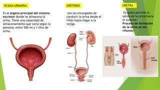 VEJIGA URINARIA
Es el órgano principal del sistema
excretor donde se almacena la
orina. Tiene una capacidad de
almacenamiento que varía según la
persona; entre 500 ml y 1 litro de
orina.
URÉTERES
son los encargados de
conducir la orina desde el
riñón hasta llegar a la
vejiga.
URETRA
Es quien permite la
salida de la orina hacia
el exterior.
Proceso de formación
de la orina en los
riñones:
 