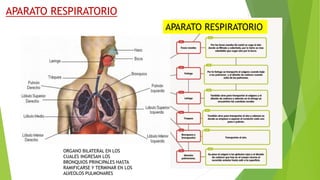 APARATO RESPIRATORIO
APARATO RESPIRATORIO
ORGANO BILATERAL EN LOS
CUALES INGRESAN LOS
BRONQUIOS PRINCIPALES HASTA
RAMIFICARSE Y TERMINAR EN LOS
ALVEOLOS PULMONARES
 