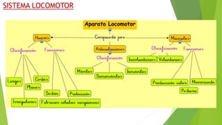 SISTEMA LOCOMOTOR
 