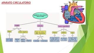 APARATO CIRCULATORIO
 