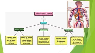 Modulo 2 bloque 1 anatomia
