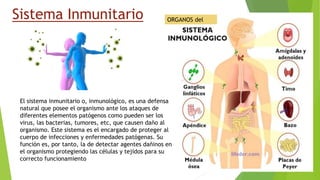 Sistema Inmunitario ORGANOS del
El sistema inmunitario o, inmunológico, es una defensa
natural que posee el organismo ante los ataques de
diferentes elementos patógenos como pueden ser los
virus, las bacterias, tumores, etc, que causen daño al
organismo. Este sistema es el encargado de proteger al
cuerpo de infecciones y enfermedades patógenas. Su
función es, por tanto, la de detectar agentes dañinos en
el organismo protegiendo las células y tejidos para su
correcto funcionamiento
 