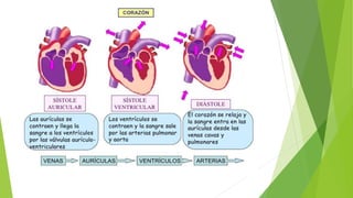 Modulo 2 bloque 1 anatomia