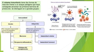 El sistema inmunitario tiene dos formas de
reacción frente a un ataque patógeno que haya
conseguido atravesar las primeras barreras de
protección. Se distinguen en 2 grandes grupos:
 