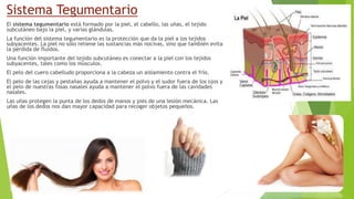 Sistema Tegumentario
El sistema tegumentario está formado por la piel, el cabello, las uñas, el tejido
subcutáneo bajo la piel, y varias glándulas.
La función del sistema tegumentario es la protección que da la piel a los tejidos
subyacentes. La piel no sólo retiene las sustancias más nocivas, sino que también evita
la pérdida de fluidos.
Una función importante del tejido subcutáneo es conectar a la piel con los tejidos
subyacentes, tales como los músculos.
El pelo del cuero cabelludo proporciona a la cabeza un aislamiento contra el frío.
El pelo de las cejas y pestañas ayuda a mantener el polvo y el sudor fuera de los ojos y
el pelo de nuestras fosas nasales ayuda a mantener el polvo fuera de las cavidades
nasales.
Las uñas protegen la punta de los dedos de manos y pies de una lesión mecánica. Las
uñas de los dedos nos dan mayor capacidad para recoger objetos pequeños.
 