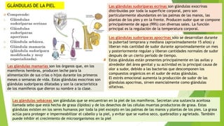 Las glándulas sudoríparas ecrinas son glándulas exocrinas
distribuidas por toda la superficie corporal, pero son
particularmente abundantes en las palmas de las manos, las
plantas de los pies y en la frente. Producen sudor que se compone
principalmente de agua (99%) con diversas sales. La función
principal es la regulación de la temperatura corporal.
Las glándulas sudoríparas apocrinas sólo se desarrollan durante
la pubertad temprana y mediana (aproximadamente 15 años) y
liberan más cantidad de sudor durante aproximadamente un mes
y posteriormente regulan y liberan cantidades normales de sudor
después de un cierto período de tiempo.
Estas glándulas están presentes principalmente en las axilas y
alrededor del área genital y su actividad es la principal causa de
olor a sudor, debido a las bacterias que descomponen los
compuestos orgánicos en el sudor de estas glándulas.
El estrés emocional aumenta la producción de sudor de las
glándulas apocrinas, sirven esencialmente como glándulas
olfativas.
Las glándulas sebáceas son glándulas que se encuentran en la piel de los mamíferos. Secretan una sustancia aceitosa
llamada sebo que está hecha de grasa (lípidos) y de los desechos de las células muertas productoras de grasa. Estas
glándulas existen en los seres humanos por toda la piel excepto en las palmas de las manos y plantas de los pies. La grasa
actúa para proteger e impermeabilizar el cabello y la piel, y evitar que se vuelva seco, quebradizo y agrietado. También
puede inhibir el crecimiento de microorganismos en la piel
GLÁNDULAS DE LA PIEL
Las glándulas mamarias son los órganos que, en los
mamíferos hembras, producen leche para la
alimentación de sus crías o hijos durante los primeros
meses o semanas de vida. Estas glándulas exocrinas son
glándulas sudoríparas dilatadas y son la característica
de los mamíferos que dieron su nombre a la clase.
 