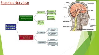 Sistema Nervioso
 