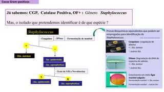 Já sabemos: CGP, Catalase Positiva, OF+ : Gênero Staphylococcus
Mas, o isolado que pretendemos identificar é de que espécie ?
Staphylococcus
- Coagulase - DNase - Fermentação de manitol
- Sta. aureus
+
-
- Sta. saprophyticus
- Sta. epidermidis
- Teste de S/R a Novobiocina
S
R
- Sta. epidermidis
- Sta. saprophyticus
Provas Bioquímicas equivalentes que podem ser
empregadas para identificação de
Staphylococcus: (MAIS DETALHES ESTÃO A SEGUIR)
Coagulase: coagulação de
plasma
+ : Sta. aureus
-: outros Sta.
DNase: Degradação do DNA de
esperma de salmão.
+ : Sta. aureus
-: outros Sta.
Crescimento em meio Ágar
manitol salgado:
Fermentação manitol +: Sta. aureus
Fermentação manitol -: outros Sta.
 