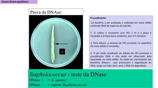 Staphylococcus - teste da DNase
DNase + = S. aureus
DNase - = outros Staphylococcus
+
Prova da DNAse:
Procedimento:
1.A bactéria a ser analisada e cultivada em meio sólido
contendo DNA de esperma de salmão;
2. O cultivo é recoberto com HCl 1 M e a placa é
incubada a temperatura ambiente, por 3-5 minutos;
3. Para leitura, o excesso de HCl presente na superfície
do meio sólido é removido;
4. O pH ácido resultante da adição do HCl promove a
precipitação DNA e isto pode ser observado pela
opacidade no meio sólido. Ao redor do crescimento das
bactérias DNase+, que promovem a degradação do
DNA, surge um halo claro, pois o DNA foi degradado.
 