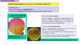 Colônias de S. aureus cultivadas em Ágar manitol salgado (AMS)
O Ágar Manitol-salgado é um Meio de cultura Seletivo e Diferencial
É um meio de cultura seletivo:
Contém peptonas e extrato de carne bovinos, que
fornecem nutrientes essenciais; e, 7,5% de cloreto de
sódio, que resulta na inibição parcial ou completa de
outras bactérias que não os estafilococos.
É um meio de cultura diferencial:
Contém o açúcar manitol. A fermentação de manitol resulta na
alteração no indicador de pH vermelho de fenol:
-Os estafilococos coagulase-positiva produzem colônias amarelas e um
meio amarelo circundante;
- Os estafilococos coagulase-negativa produzem colónias vermelhas e
nenhuma alteração na cor do indicador vermelho de fenol.
É utilizado para:
-Isolamento seletivo de Staphylococcus e
-Detecção de Staphylococcus aureus provenientes de amostras clínicas.
Staphylococcus epidermidis
(estafilococos coagulase-negativa)
Staphylococcus aureus
(estafilococos coagulase-positiva)
 