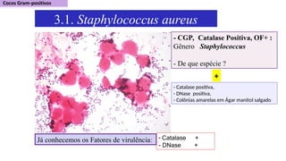 3.1. Staphylococcus aureus
Já conhecemos os Fatores de virulência: - Catalase +
- DNase +
- Catalase positiva,
- DNase positiva,
- Colônias amarelas em Ágar manitol salgado
- CGP, Catalase Positiva, OF+ :
Gênero Staphylococcus
- De que espécie ?
+
 