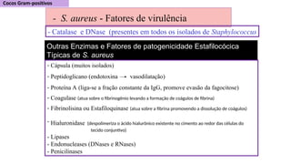 - S. aureus - Fatores de virulência
Outras Enzimas e Fatores de patogenicidade Estafilocócica
Típicas de S. aureus
- Catalase e DNase (presentes em todos os isolados de Staphylococcus
- Cápsula (muitos isolados)
- Peptidoglicano (endotoxina vasodilatação)
- Proteína A (liga-se a fração constante da IgG, promove evasão da fagocitose)
- Coagulase (atua sobre o fibrinogênio levando a formação de coágulos de fibrina)
- Fibrinolisina ou Estafiloquinase (atua sobre a fibrina promovendo a dissolução de coágulos)
- Hialuronidase (despolimeriza o ácido hialurônico existente no cimento ao redor das células do
tecido conjuntivo)
- Lipases
- Endonucleases (DNases e RNases)
- Penicilinases
 