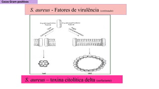 S. aureus – toxina citolítica delta (surfactante)
S. aureus - Fatores de virulência (continuação)
 