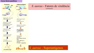 S. aureus - Superantígenos
S. aureus - Fatores de virulência
(continuação)
 