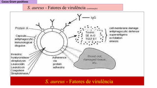 S. aureus - Fatores de virulência
S. aureus - Fatores de virulência (continuação)
 