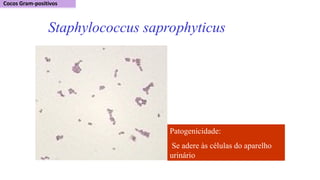 Staphylococcus saprophyticus
Patogenicidade:
Se adere às células do aparelho
urinário
 