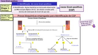 Provas bioquímicas empregadas para Identificação de CGP
A identificação destas bactérias se inicia pela observação
ao Microscópio Óptico (M.O.) de células coradas pela
técnica de Coloração de Gram de que são
cocos Gram-positivos
(CGP)
Identificação/
Etapa 1 –
Morfologia:
Identificação/
Etapa 2 – Provas
Bioquímicas:
Vamos lá ver como
Vamos lá ver como
se faz cada uma
se faz cada uma
destas provas..
destas provas..
2. Identificação de cocos Gram-positivos
 